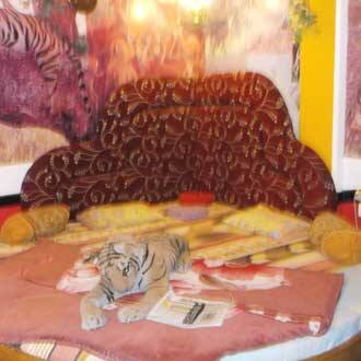Hotel Vijay Shree, Pachmarhi 3